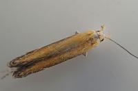 Monochroa cytisella