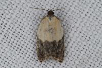 Acleris variegana