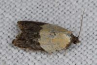 Acleris variegana