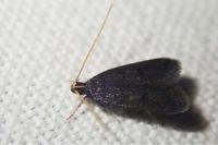 Eurodachtha siculella