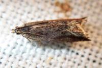 Ancylis diminutana
