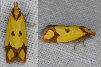Agapeta zoegana
