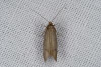 Agnoea
