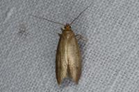 Agnoea
