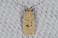Agonopterix kaekeritziana