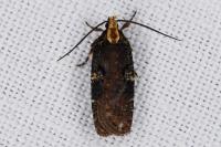 Agonopterix liturosa
