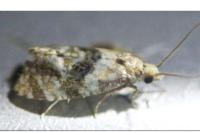 Phalonidia manniana