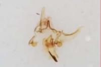 Phalonidia manniana