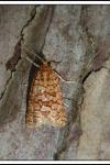 Lozotaeniodes formosana