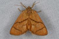 Apoda limacodes