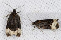 Apotomis sauciana