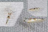 Argyresthia sorbiella