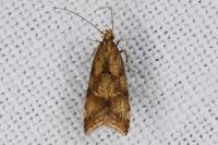 Brachmia blandella