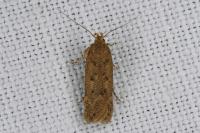Bryotropha terrella