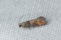 Clavigesta purdeyi