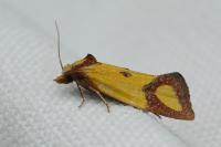 Agapeta zoegana