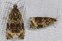 Celypha lacunana