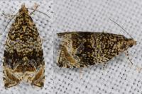 Celypha lacunana