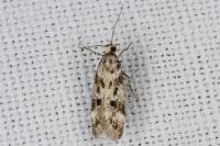 Chionodes electella