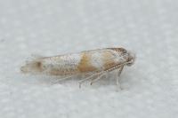 Cedestis gysseleniella