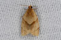 Clepsis rurinana