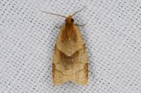 Clepsis rurinana