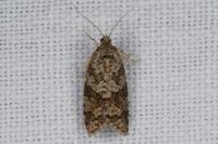 Cnephasia