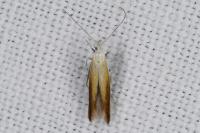 Coleophora