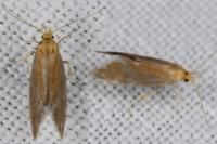 Crassa tinctella