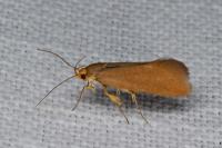 Crassa unitella