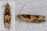 Crocidosema plebejana