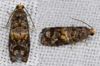 Cymolomia hartigiana