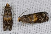 Cymolomia hartigiana