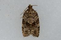 Dichelia histrionana