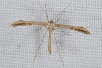 Emmelina monodactyla