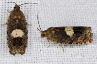 Epiblema