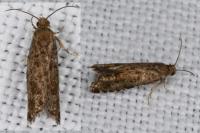 Epinotia nanana