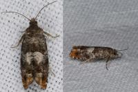 Epinotia rubiginosana