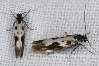 Ethmia quadrillella