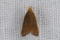 Eurodachtha pallicornella