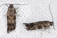 Exoteleia dodecella
