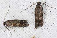 Exoteleia dodecella