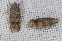 Exoteleia dodecella