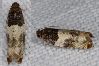Gypsonoma dealbana