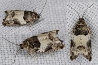Gypsonoma sociana