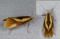 Harpella forficella