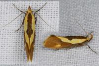 Harpella forficella