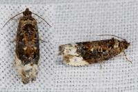 Hedya nubiferana
