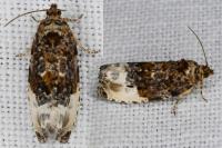 Hedya nubiferana