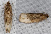 Hedya nubiferana
